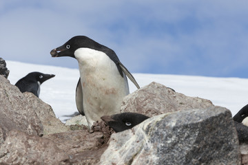 Ad&eacute;lie penguin, Antarctica.
