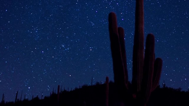 Night star time lapse with a giant saguaro cactus