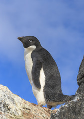 Fototapeta premium Adélie penguin, Antarctica.