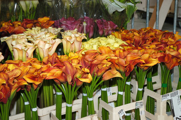 Calla lilies