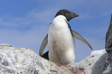 Naklejka premium Adélie penguin, Antarctica.