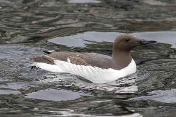 guillemot