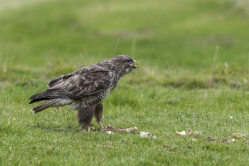 Common Buzzard
