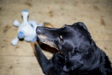 Black dog with a toy