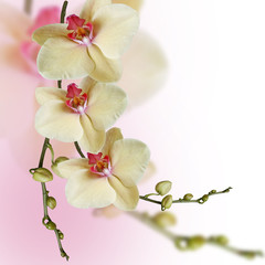 Yellow orchid. Isolated 