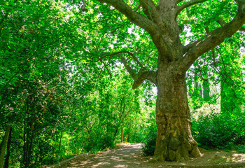 Fototapeta na wymiar .Tree on a mountain forest trail in Crimea
