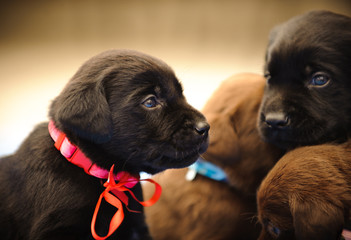 Group of Chocolate Labrador Retriever puppies with ribbons, 