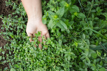 Fresh green herbs at a local farm with hand of a gardener next to plants. Young peppermint plants. Organic farming and gardening.