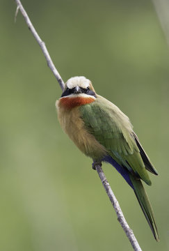 White Fronted Bee Eater