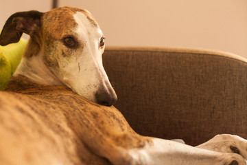 greyhound on the sofa