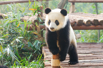 Giant Panda curiously standing, Chengdu, Szechuan, china