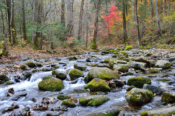 Приморский край, горная река на подъеме к вершине горы Педан