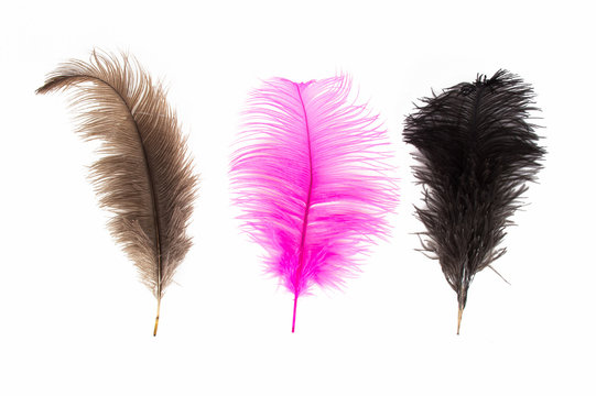 colored feathers on a white background