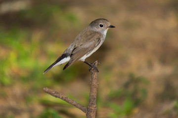 Red Throated Flycatcher