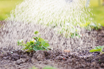 Watering blooming strawberry seedling planted in the ground. Sunny spring.