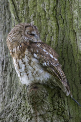 tawny owl (Strix aluco)