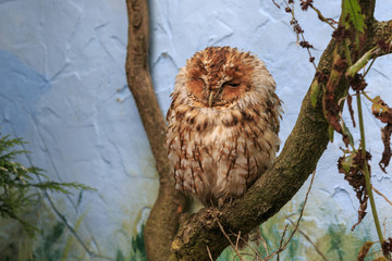 tawny owl (Strix aluco)