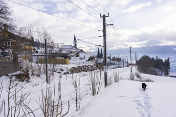 Dog walking through snow alongside a railway