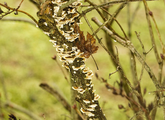 Mushrooms (Fungi) growing on lilac tree/bush's branches.  White capped.  (Disease)