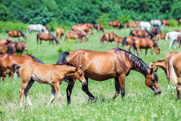 Naklejka na ściany i meble Herd of Arabian horses eating grass in field in summer