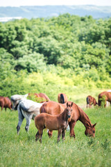 Herd of Arabian horses eating grass in field in summer