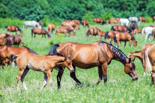 Herd of Arabian horses eating grass in field in summer