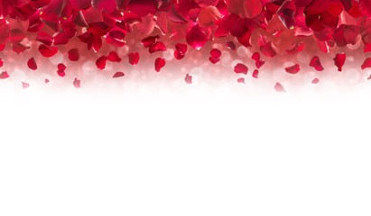 Red rose petals, falling from up above, each studio photographed, horizontally repeatable, with a...