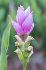 Obraz premium Curcuma alismatifolia or Siam tulip or Summer tulip in the garde