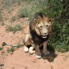 Male lion, Namibia