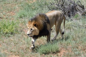 Male lion, Namibia