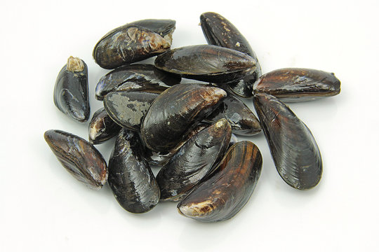 moules 10022016