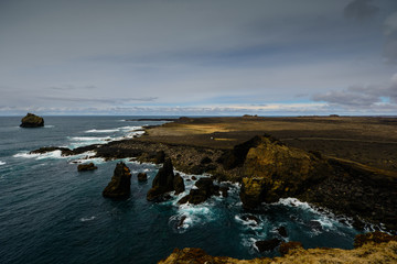 Obraz premium Gans in Reykjavik