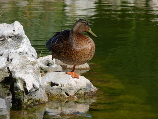 canard