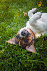 A young sweet puppy is acting humble while laying down on green grass