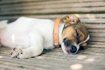 A young furry puppy with a leather collar is sleeping with his eyes closed on a wooden bench