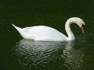 cygne