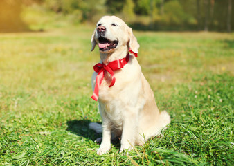 Happy Golden Retriever dog with red bow sitting on grass in sunn