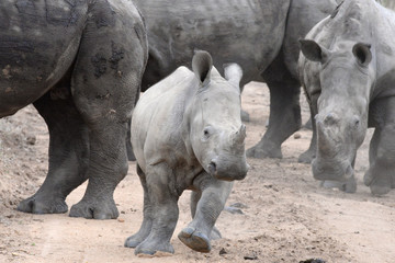 Fototapeta premium white Rhino Calf