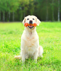 Golden Retriever dog playing with rubber bone toy on grass in su