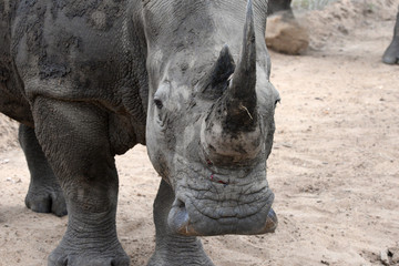 Obraz premium White Rhinoceros