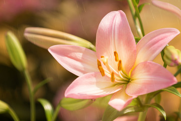 Sommerbild warmer Regen fällt auf eine Lilienblüte © Tanja Esser