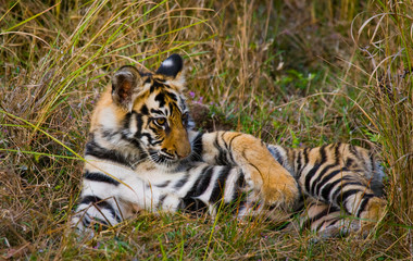 The cub wild tiger lying on the grass. India. Bandhavgarh National Park. Madhya Pradesh. An excellent illustration.