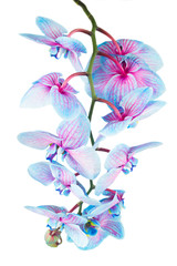 stem of blue orchids