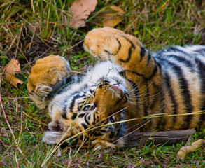 The cub wild tiger lying on the grass. India. Bandhavgarh National Park. Madhya Pradesh. An excellent illustration.