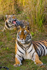 Two wild tigers are lying on grass. India. Bandhavgarh National Park. Madhya Pradesh. An excellent illustration.
