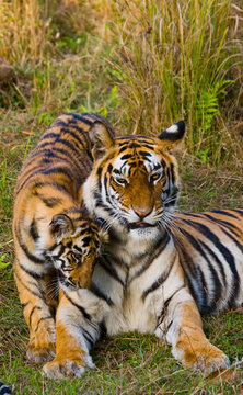 Mother and cub wild Bengal tiger in the grass. India. Bandhavgarh National Park. Madhya Pradesh. An excellent illustration.