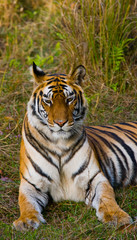 Fototapeta na wymiar Wild tiger lying on the grass. India. Bandhavgarh National Park. Madhya Pradesh. An excellent illustration.