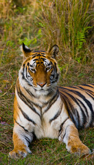Wild tiger lying on the grass. India. Bandhavgarh National Park. Madhya Pradesh. An excellent illustration.