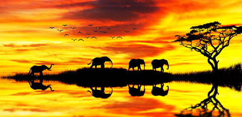 Obraz na płótnie Canvas manada de elefantes por la orilla del rio al atardecer