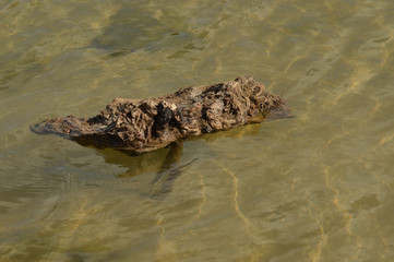 tronco flotando